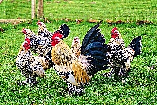 Bentamka - description d'une race miniature de poulets