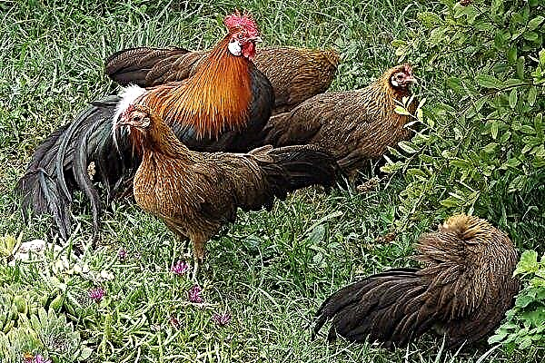 Características y descripción de la raza decorativa de pollos Fénix.