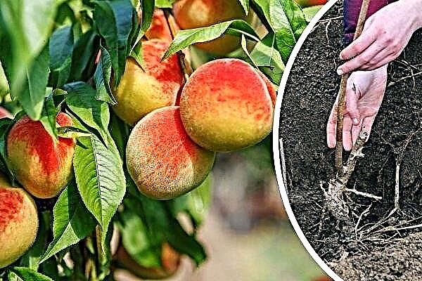 Як правильно посадити персик восени: покрокова інструкція
