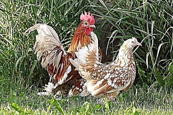 Descripción de la raza de pollos Milfleur: sus características y reglas de mantenimiento