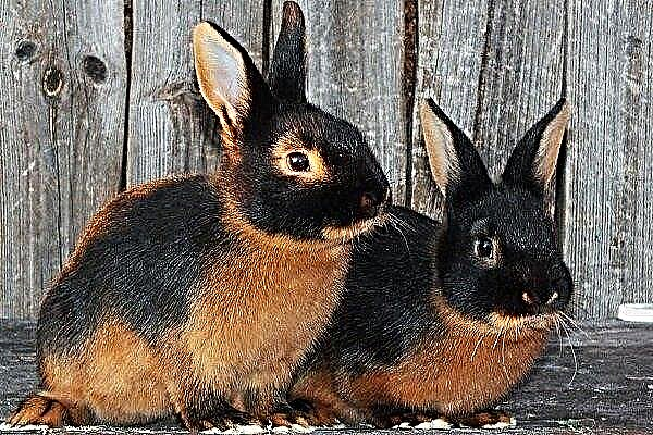 Features of the content and characteristics of the Black-fire rabbits