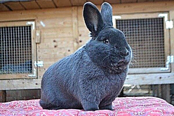 Vienna Blue - an interesting overview of the rabbit breed