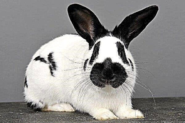 Butterfly is an unpretentious breed of rabbits. Overview of features and content rules
