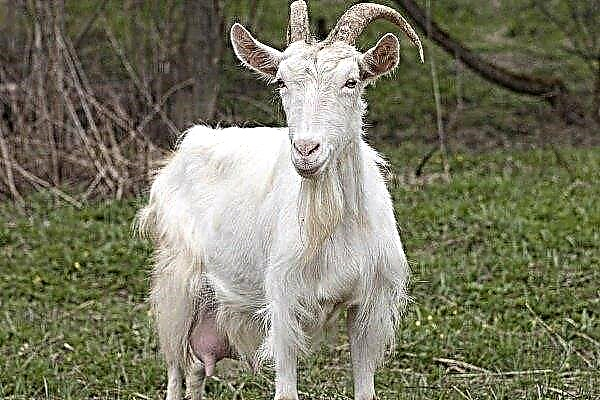 Russian white goat breed: exterior, standards, maintenance and care