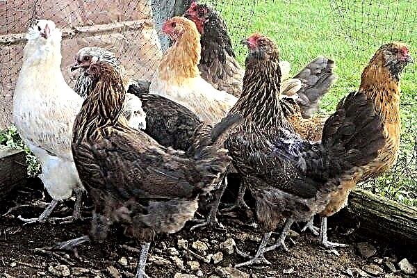 Ameraukana - مراجعة لسلالة نادرة من الدجاج