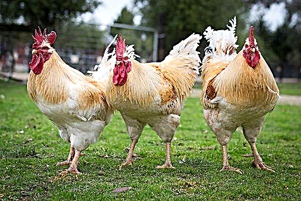 우크라이나 닭 헤라클레스 : 품종의 주요 특징과 유지 보수의 특징