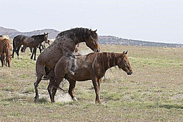 How horses are mated? Preparation and best practices