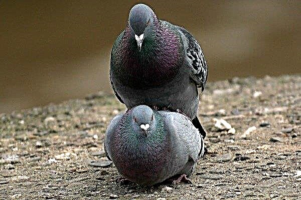 Breeding features of pigeons: age, mating types and the process itself