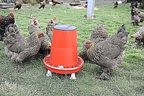 Automatische Hühnerfütterer - ein Segen für Züchter