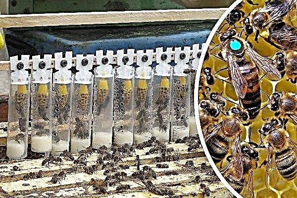 Kā noņemt bišu karalienes medicīniskās šļircēs?