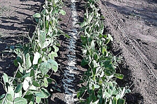 Features of feeding peas for a good harvest