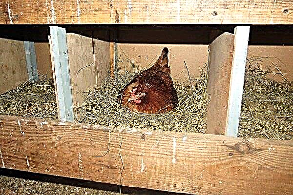 Como fazer ninhos de galinha DIY?