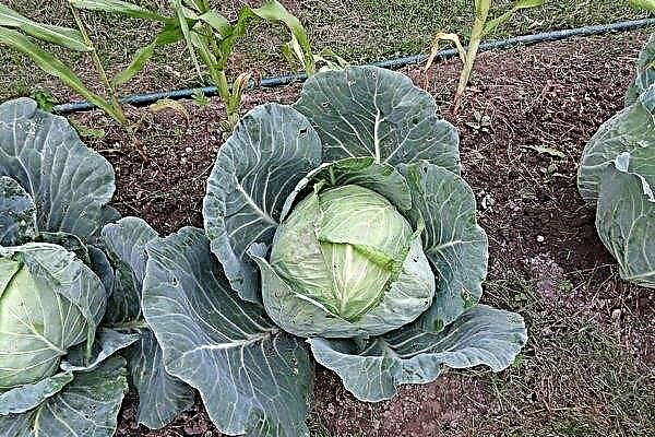 Large-fruited cabbage Megaton. Features of planting and care