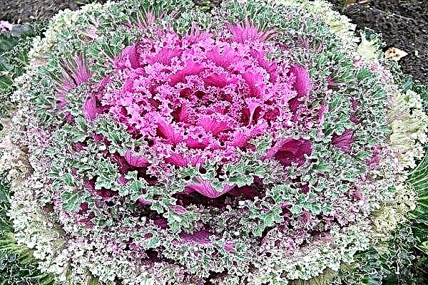 How to grow ornamental cabbage: planting and care features