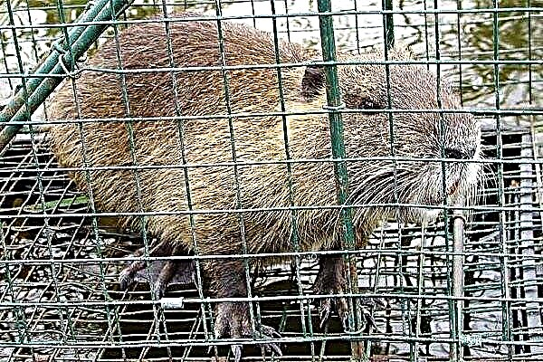 What cells are suitable for nutria? How to make an aviary?
