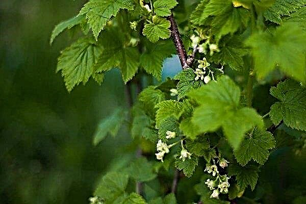 Comment bien entretenir les raisins de Corinthe au printemps?