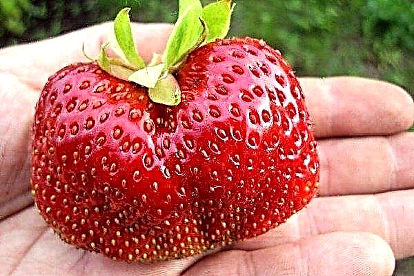 Caractéristiques de la culture des fraises Maxim