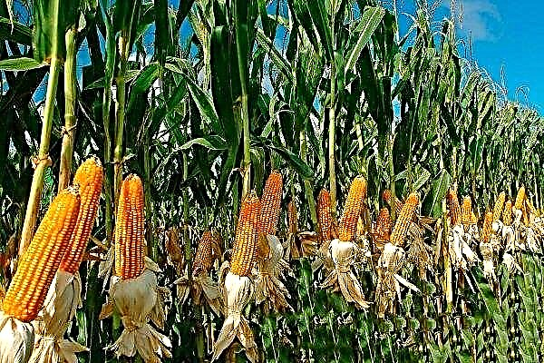 Wie kann man Mais anbauen? Schritt für Schritt Anweisungen