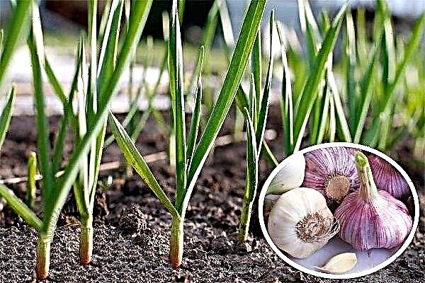 Growing garlic outdoors