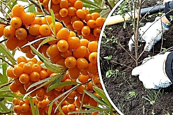 How to plant and grow sea buckthorn: step-by-step recommendations