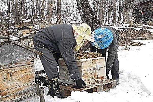 The procedure and terms for placing bees in the apiary after wintering