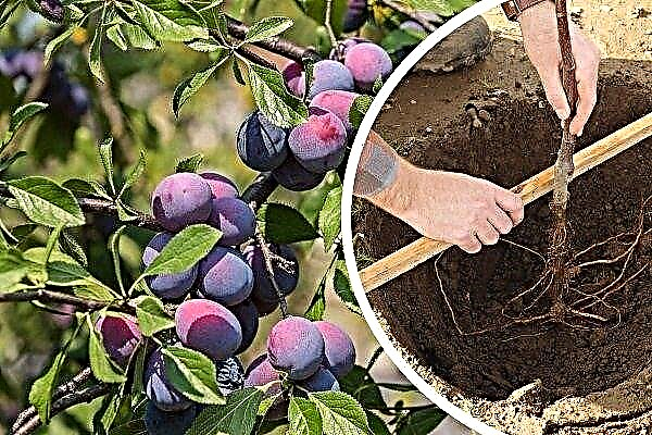 How to plant and grow plums?
