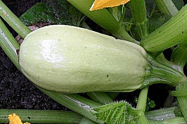 Zucchini variety Anchor: characteristics, planting and care