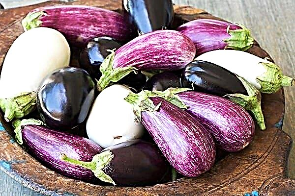 The best varieties of eggplant