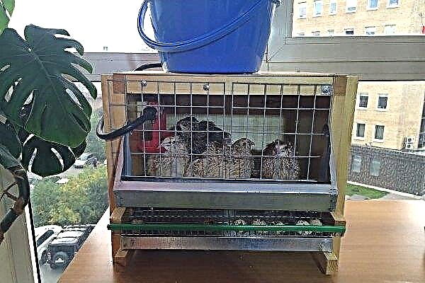 How to keep and breed quails in the apartment?