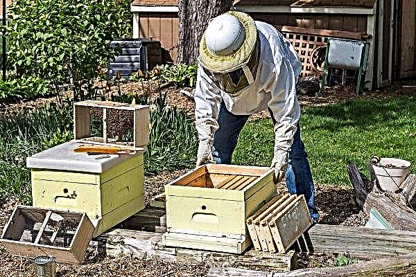 Wie transplantiere ich eine Bienenfamilie von einem Bienenpaket in einen Bienenstock?