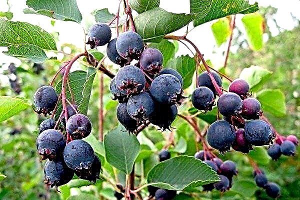Irga: a review of the berry shrub and the secrets of its cultivation
