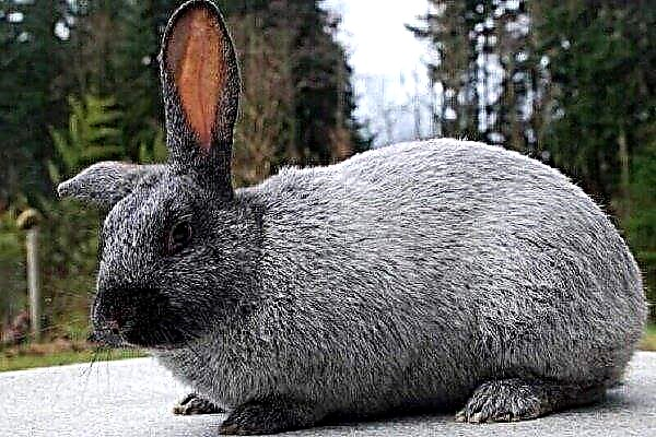 Características de mantener y criar el conejo de plata