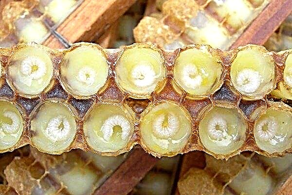 How to get royal jelly? Beekeeping secrets