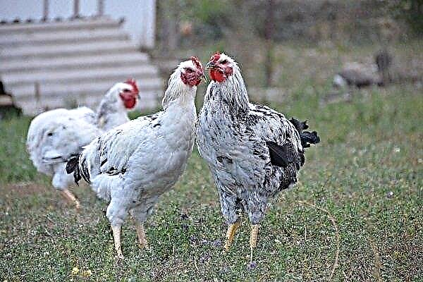 Yurlovskaya vociferous - as principais características e características da raça cantadora de galinhas