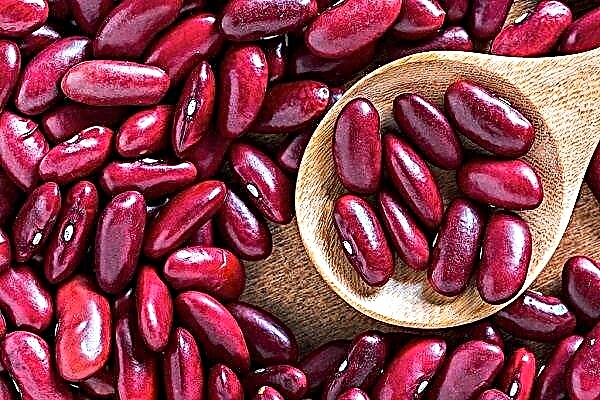 Rules for planting and growing red beans