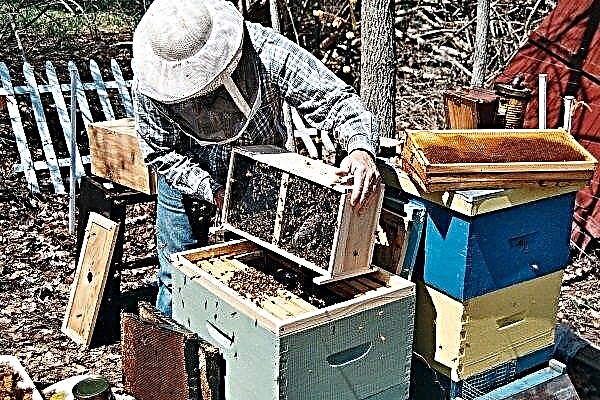 How are bee packets formed, maintained and transplanted into the hive?