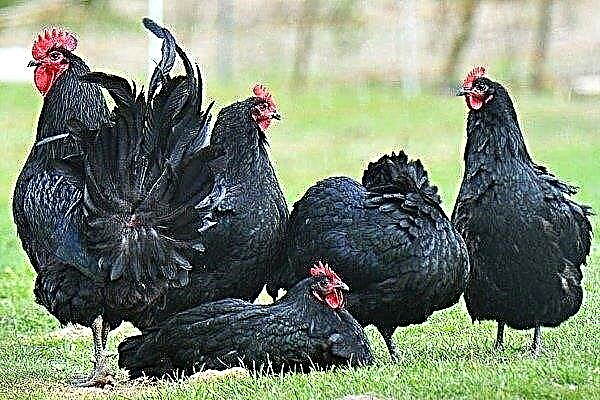 Raza de pollos Australorp: descripción y características de la cría