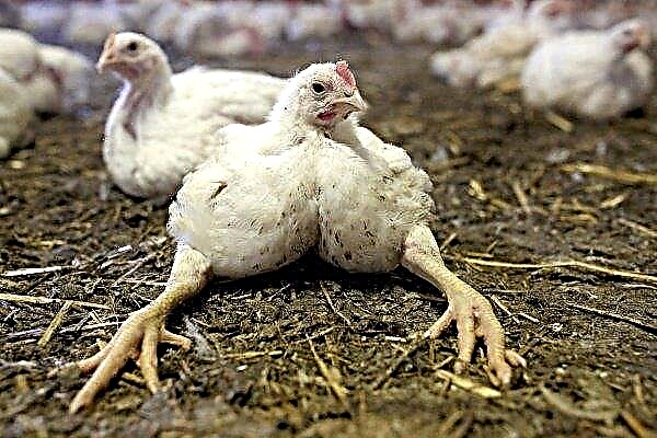 Warum fallen Hühner auf die Füße und was tun?