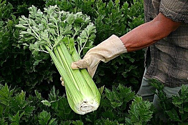 Celery stalk: growing and care in the open field