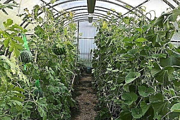Watermelon in a greenhouse: rules for planting, care and harvesting