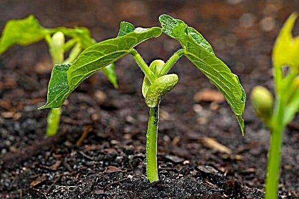 Rules for planting beans on seedlings