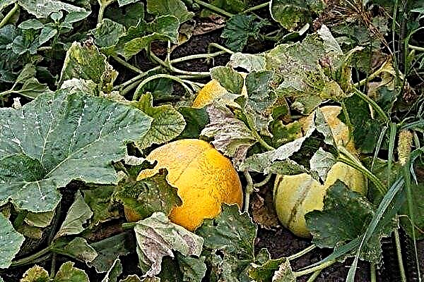 What causes melons and how to deal with its pests?