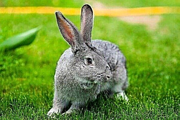 Съветска шиншила: описание на универсалната порода зайци и особености на нейното съдържание