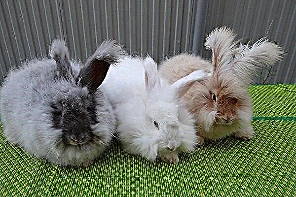 Breed of the Angora rabbit: description, rules of keeping and breeding
