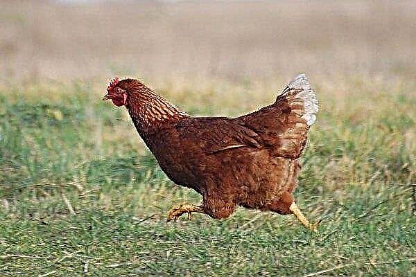 Ayam tetra - karakteristik utama dari trah dan kondisinya