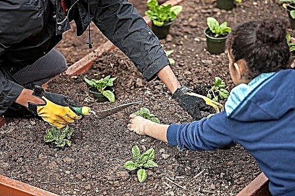 Como cultivar espinafre ao ar livre? Segredos Agrícolas