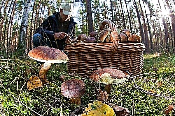 What mushrooms grow in central Russia?