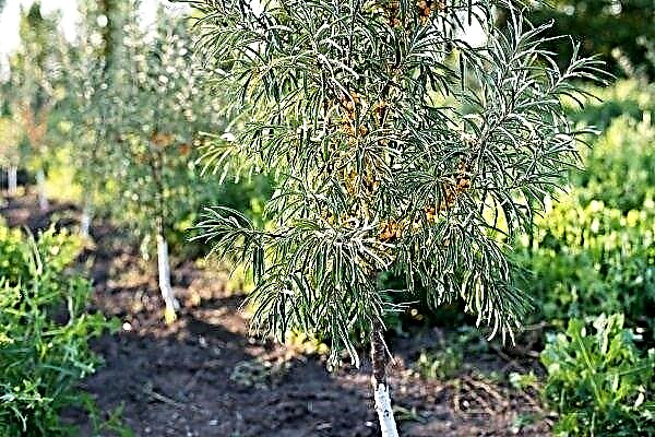 How to propagate sea buckthorn: an overview of effective methods