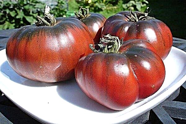 Overview of tomato variety Chernomor - its description and growing rules
