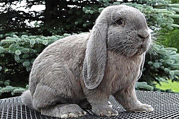 The breed of rabbits is Baran. Subspecies, their features and content
